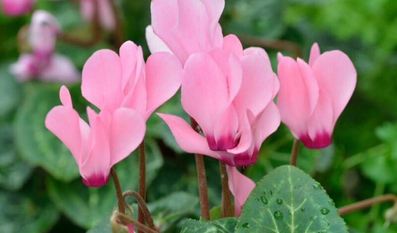 tavşan kulağı çiçeği nasıl çoğaltılır