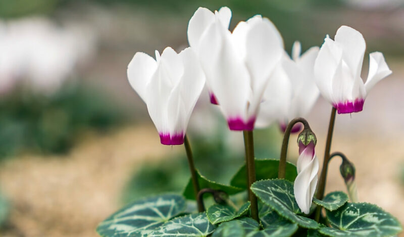 tavşan kulağı çiçeği nedir
