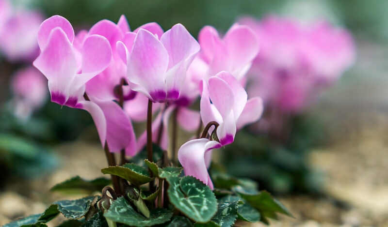 tavşan kulağı çiçeği özellikleri
