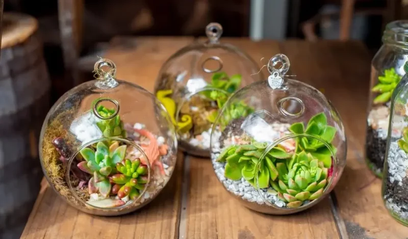 terrarium