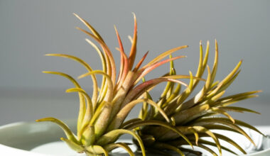 tillandsia çiçeği bakımı