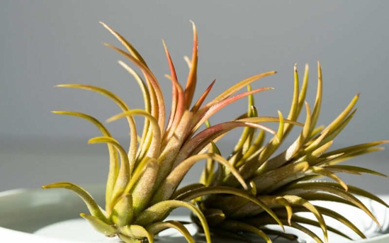 tillandsia çiçeği bakımı