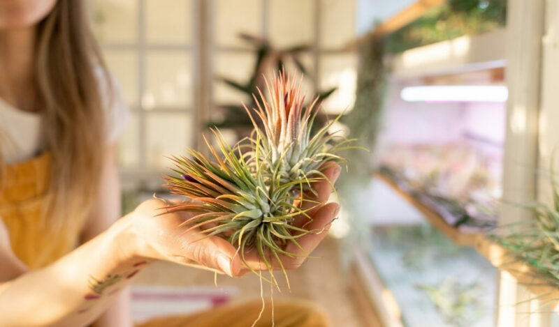tillandsia çiçeği nasıl çoğaltılır