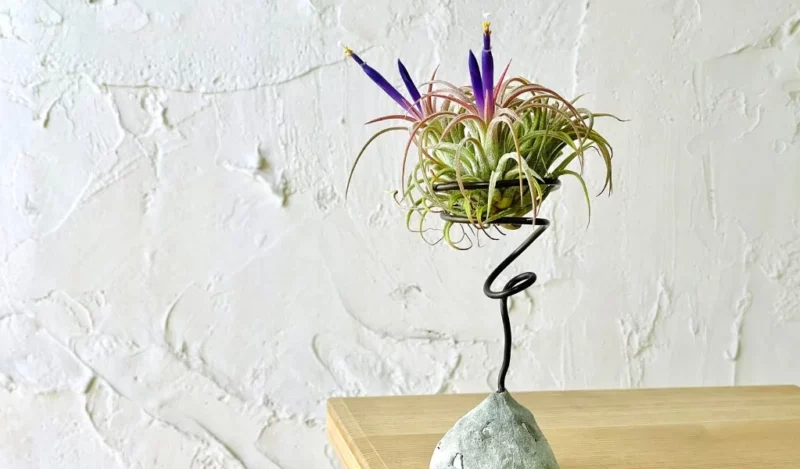 tillandsia çiçeği nedir