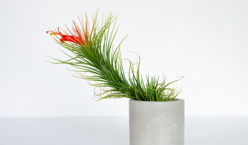 tillandsia çiçeği özellikleri