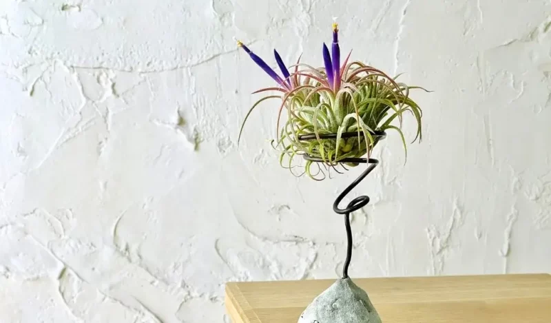 tillandsia hava bitkisi