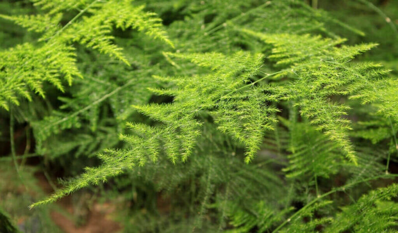 tül çiçeği nasıl çoğaltılır