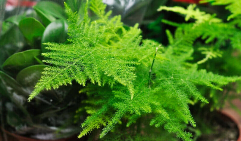 tül çiçeği nedir