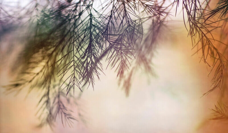 tül çiçeği özellikleri