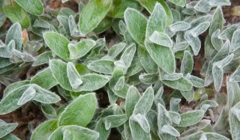 tüylü telgraf çiçeği nasıl çoğaltılır