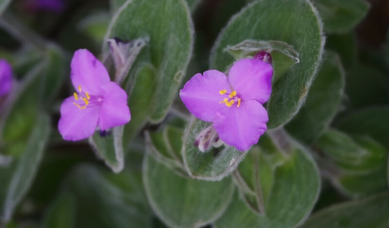 tüylü telgraf çiçeği nedir