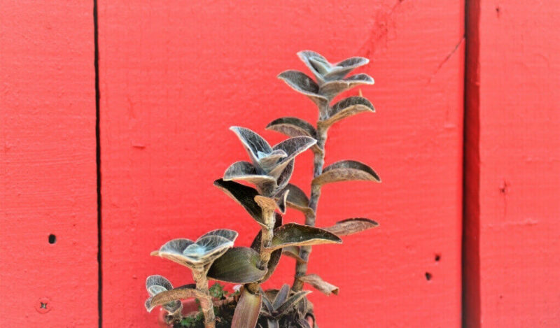 tüylü telgraf çiçeği özellikleri