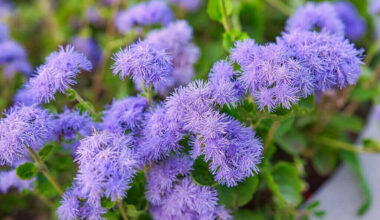 vapur dumanı çiçeği bakımı