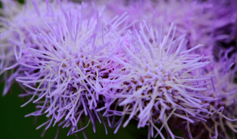 vapur dumanı çiçeği nasıl çoğaltılır