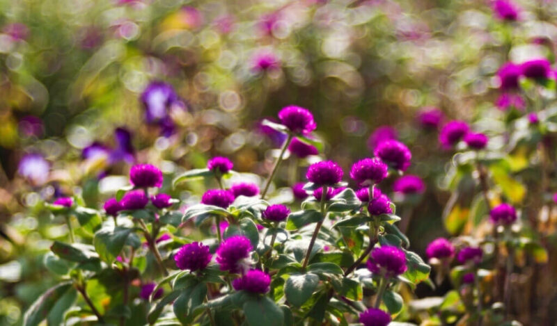 vapur dumanı çiçeği nedir