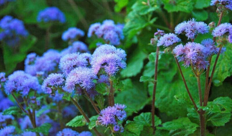 vapur dumanı çiçeği özellikleri