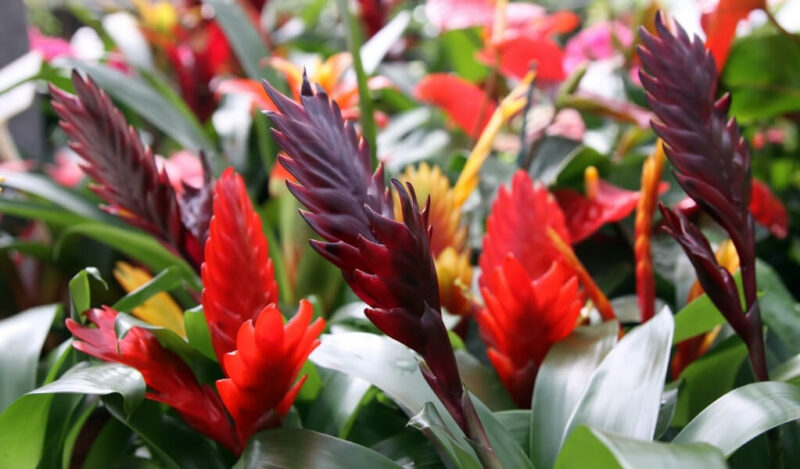 viresia çiçeği nasıl çoğaltılır