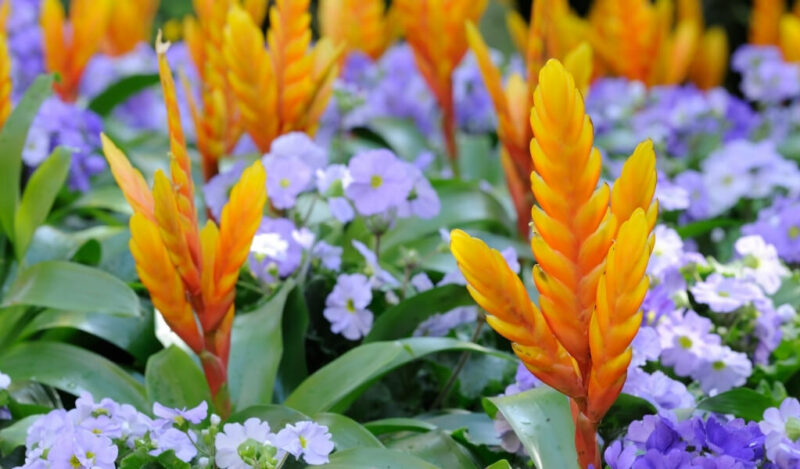 viresia çiçeği özellikleri