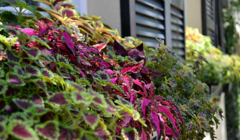 yaprağı güzel çiçeği nasıl çoğaltılır