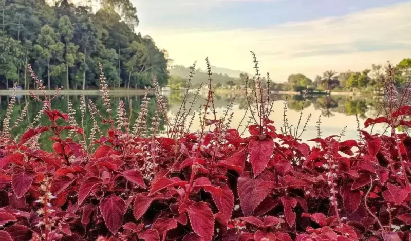 yaprağı güzel çiçeği nedir