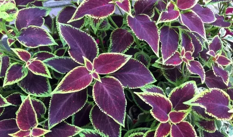 yaprağı güzel çiçeği özellikleri