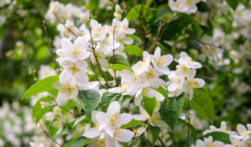 yasemin çiçeği nasıl çoğaltılır