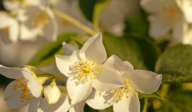 yasemin çiçeği nedir