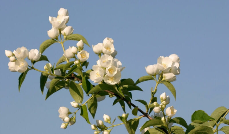 yasemin çiçeği özellikleri