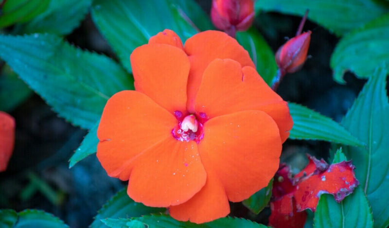 yeni gine çiçeği nasıl çoğaltılır