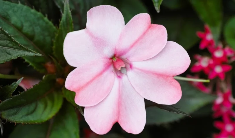 yeni gine çiçeği nedir