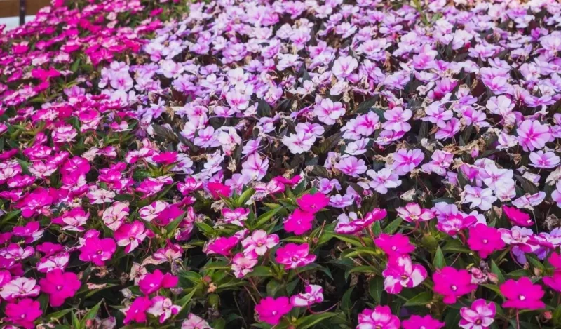 yeni gine çiçeği özellikleri