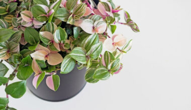 yeşil telgraf çiçeği bakımı