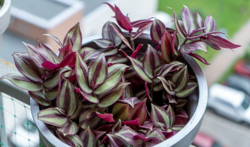 yeşil telgraf çiçeği nasıl çoğaltılır