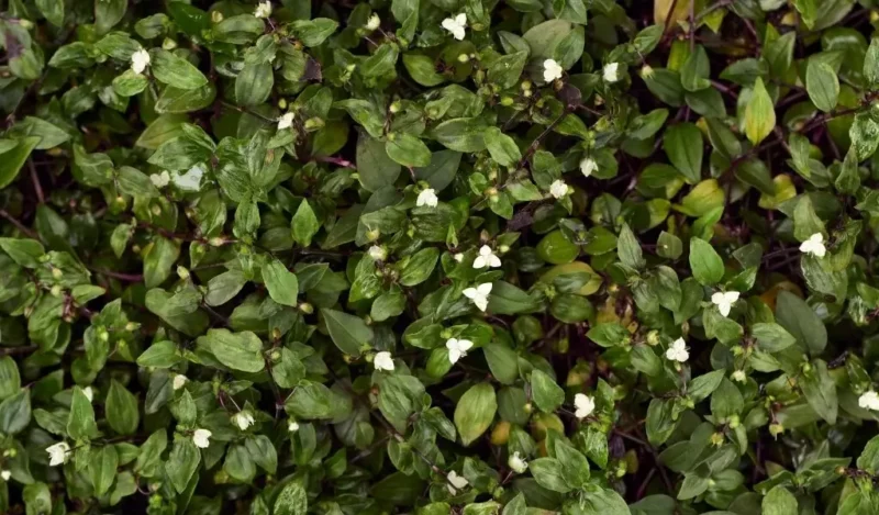 yeşil telgraf çiçeği nedir