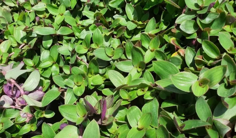 yeşil telgraf çiçeği özellikleri