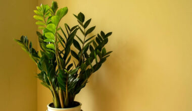 zamia çiçeği bakımı