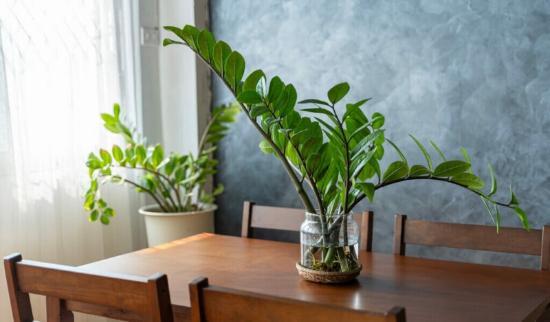 zamia çiçeği nasıl çoğaltılır