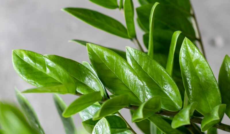 zamia çiçeği nedir