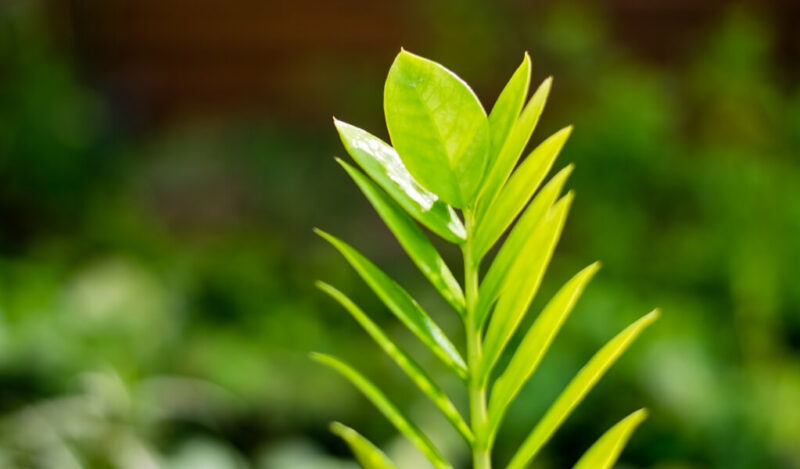 zamia çiçeği özellikleri