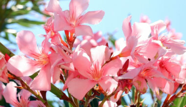 zehirli çiçek türleri