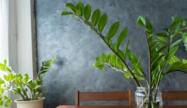 zeze çiçeği bakımı