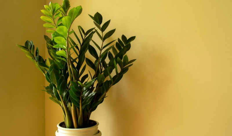 zeze çiçeği nasıl çoğaltılır