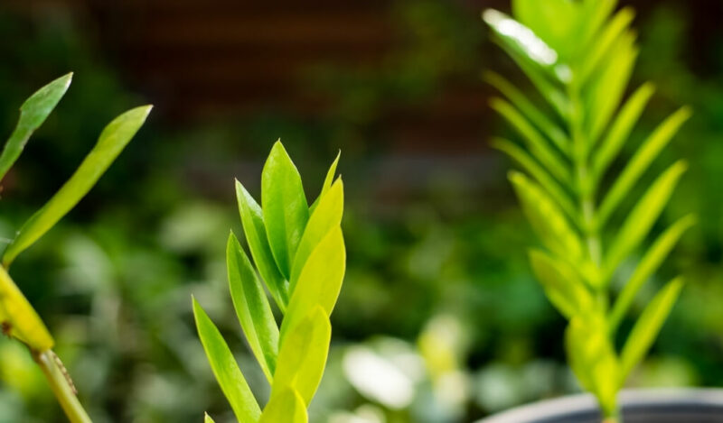 zeze çiçeği nedir