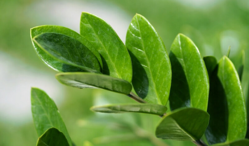 zeze çiçeği özellikleri