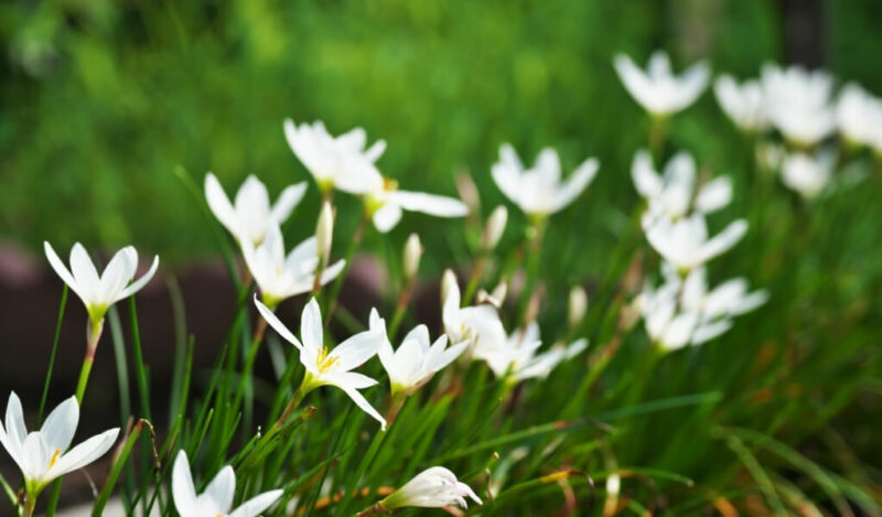 zıpçıktı çiçeği nasıl çoğaltılır
