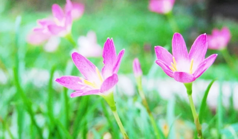 zıpçıktı çiçeği nedir