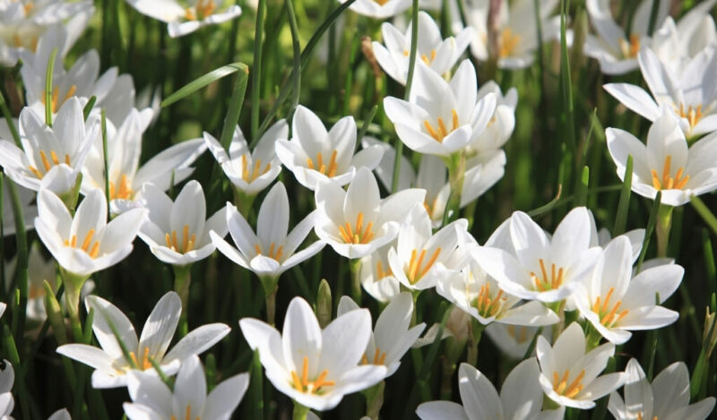 zıpçıktı çiçeği özellikleri