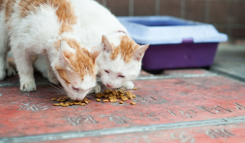 sokak-kedileri-icin-zararli-yiyecekler-nelerdir