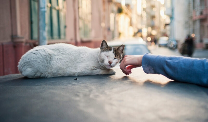 sokak-kedilerinin-saglikli-beslenmesi-icin-oneriler