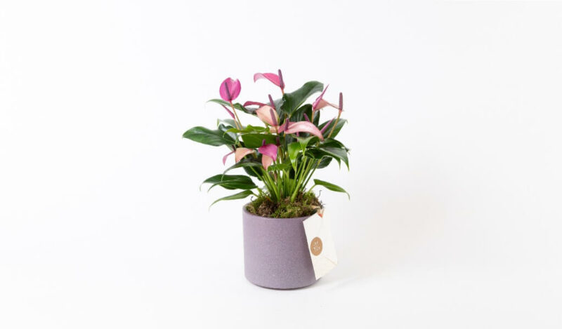 sevgililer-gunu-saksi-cicekleri